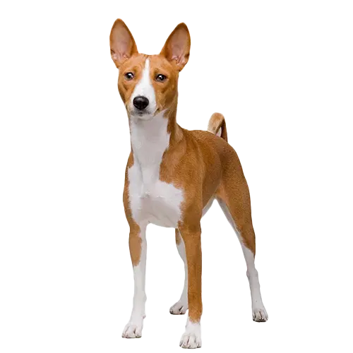 Basenji