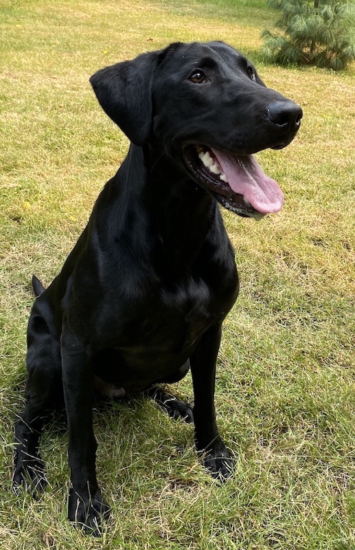 Bears Alberta Clipper | Black Labrador Retriver