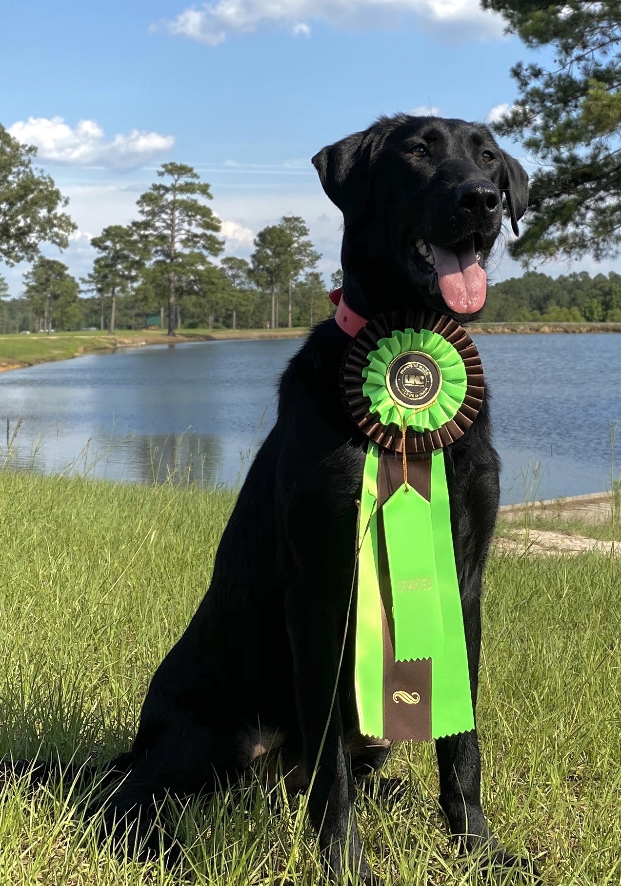 Fowlsplay's Stagecoach Sharpshooter JH | Black Labrador Retriver