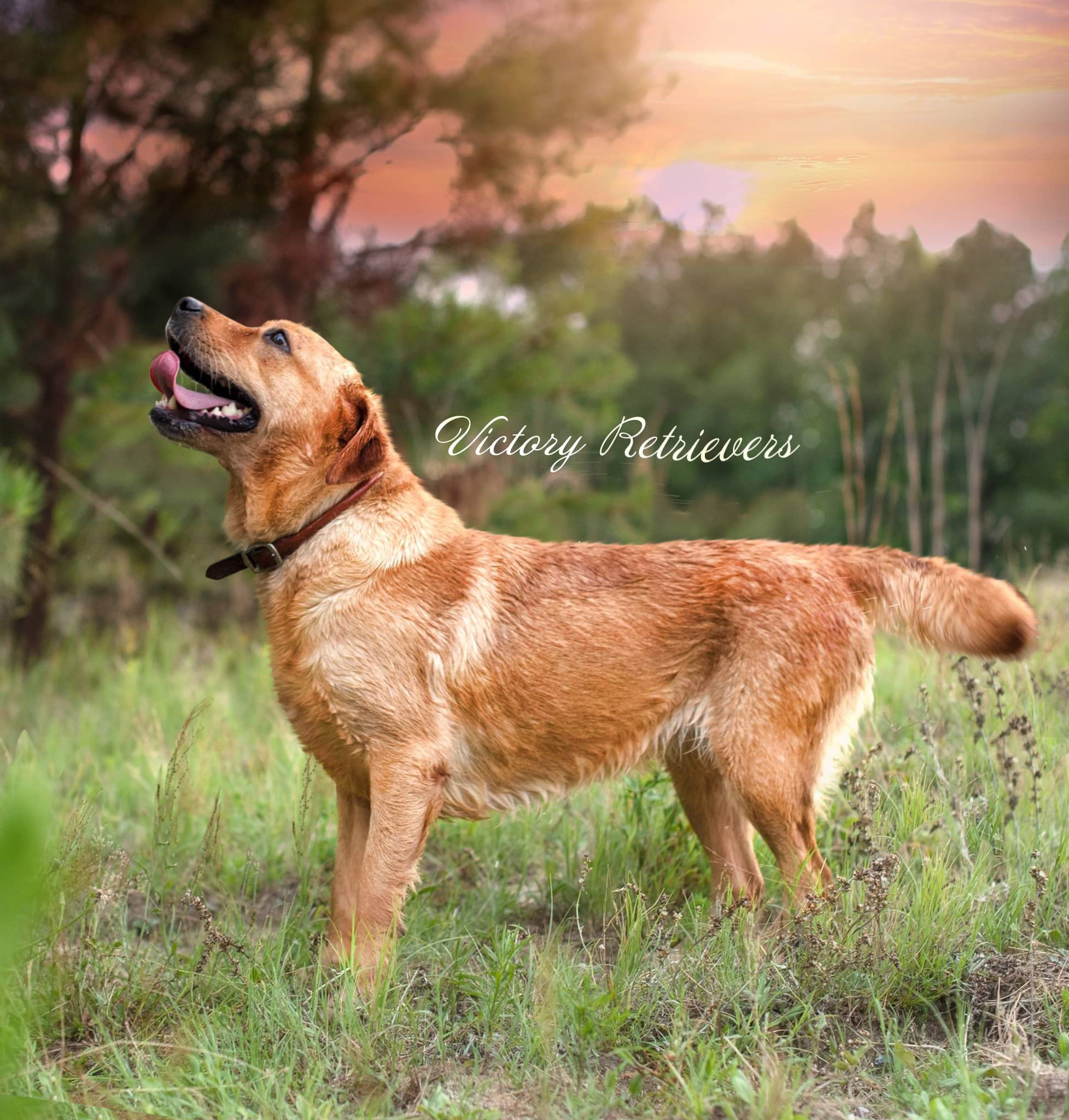 Victory's All American Beach Bum CGCA CGCU TKN | Yellow Labrador Retriver