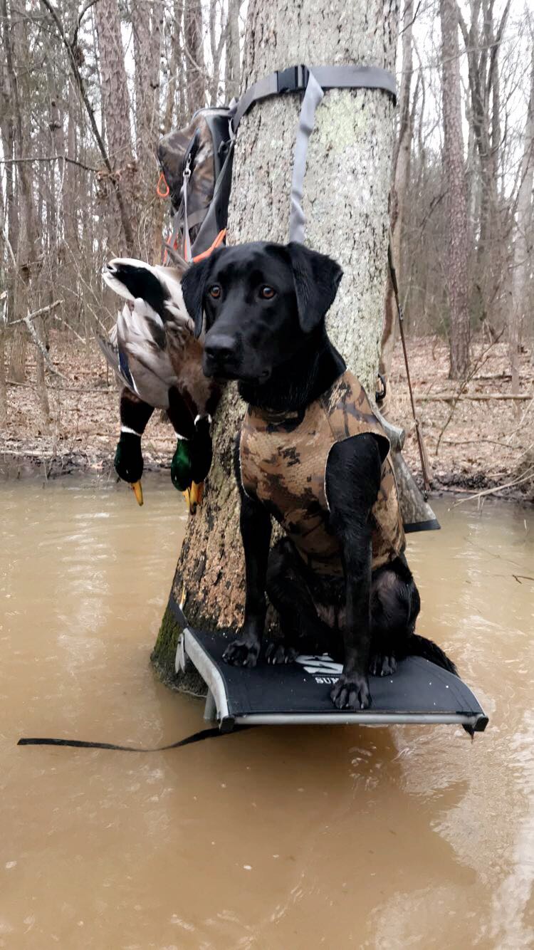 Jett Isabelle Grace | Black Labrador Retriver