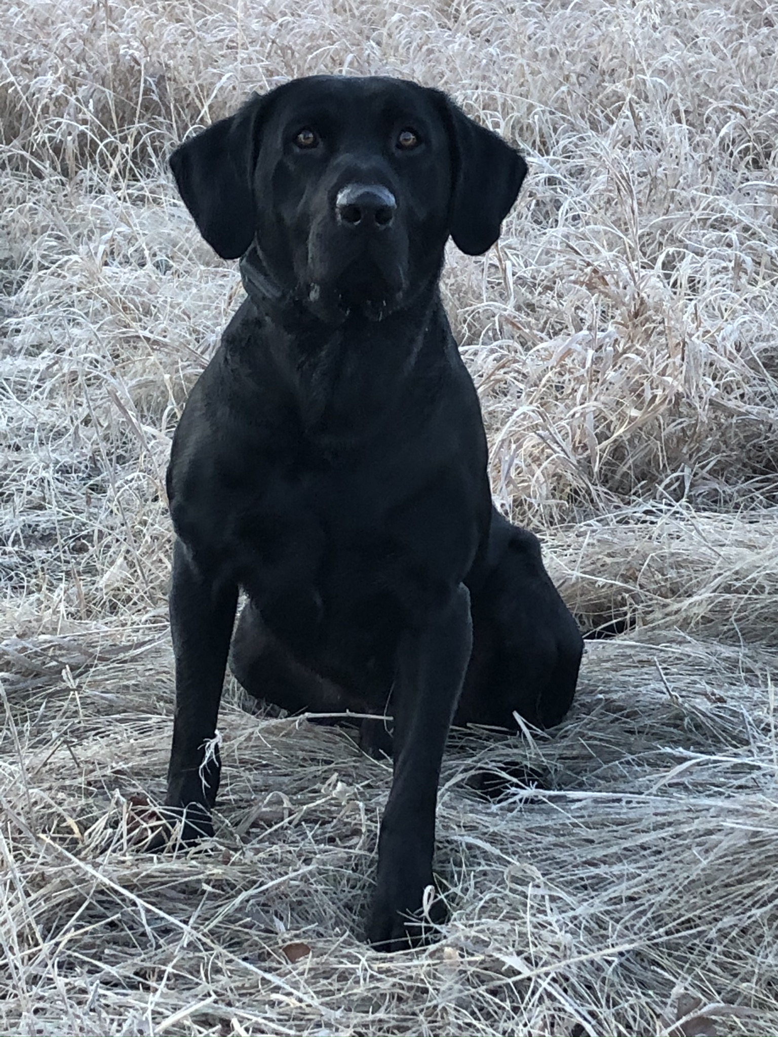 Foxhaven's Elite River Dog MH | Black Labrador Retriver