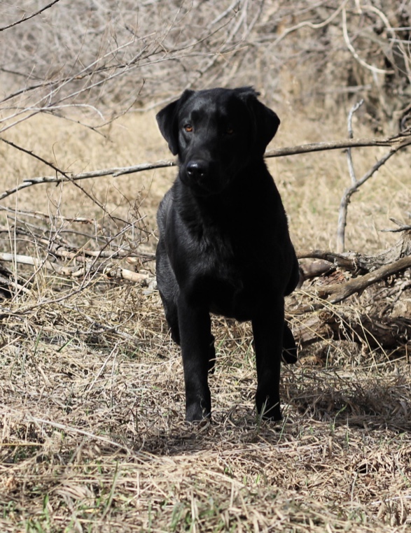 Sbl’s Chasin’ Bigfoot | Black Labrador Retriver