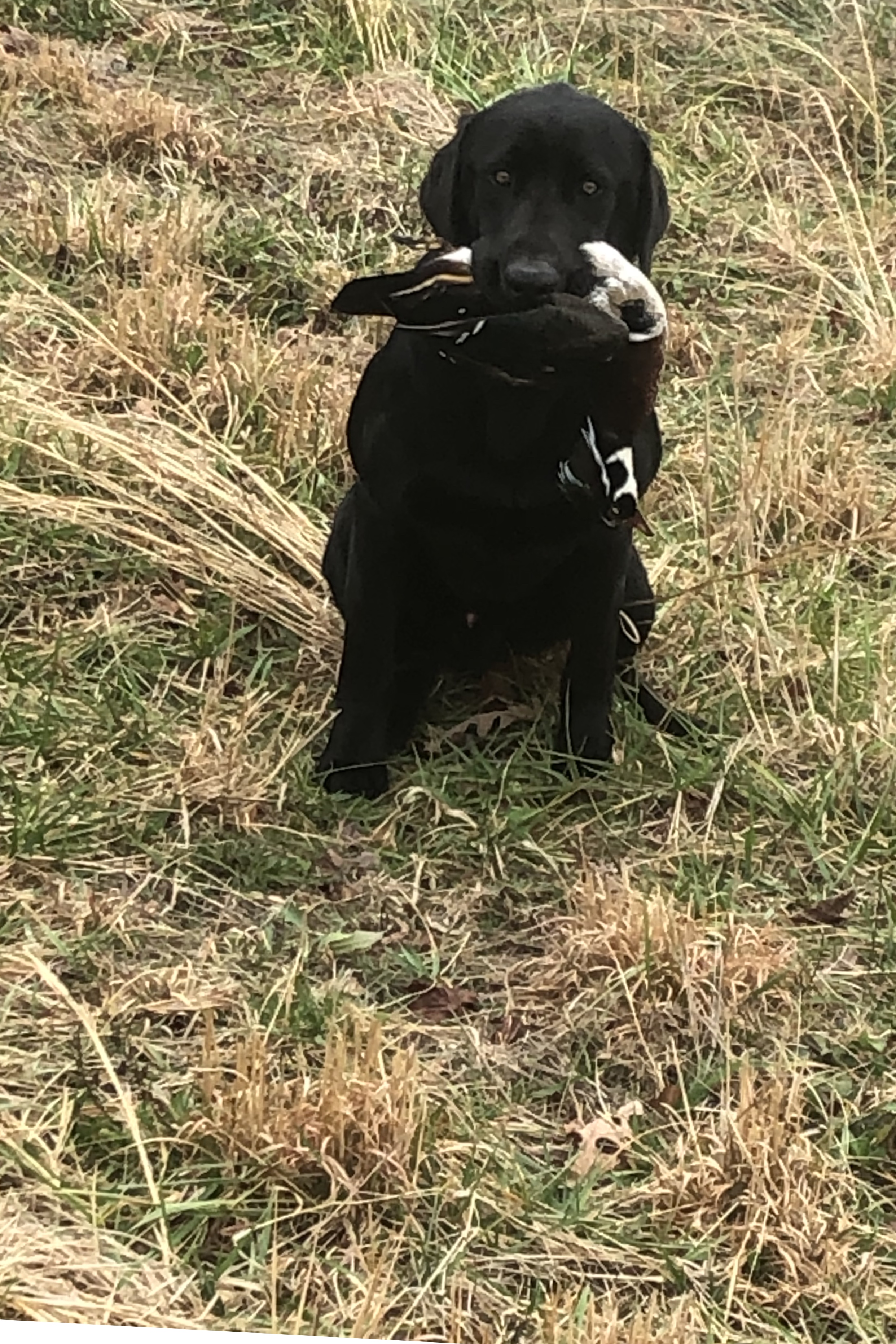 HR  Ryder Ace Watkins JH | Black Labrador Retriver