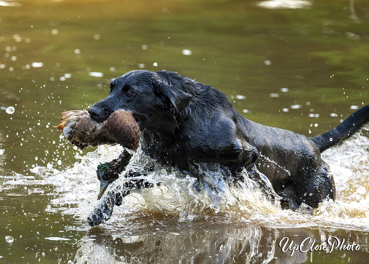 HRCH KC's General Of The County MH | Black Labrador Retriver