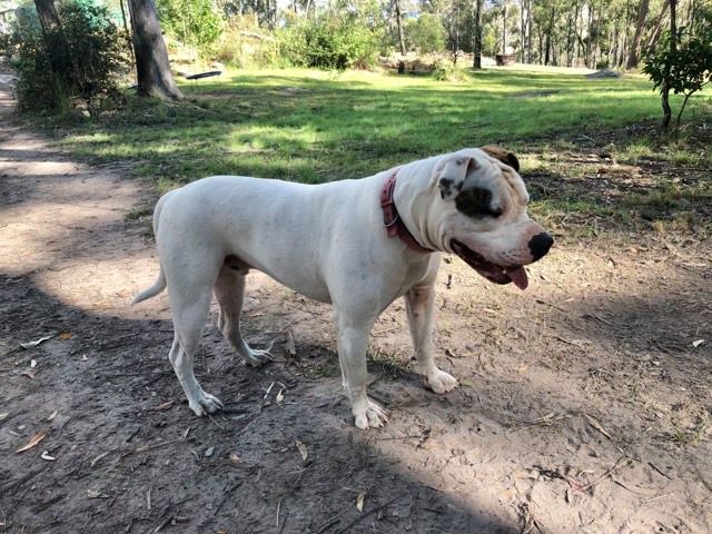 Theora's A Devil of my Word | American Bulldog 