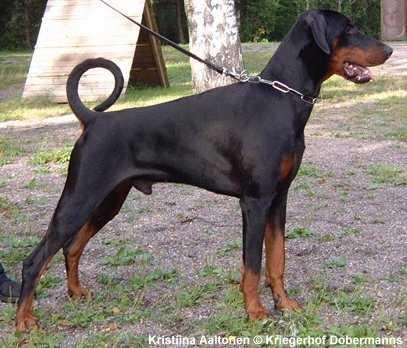 Kriegerhof Iko-Ikarus | Black Doberman Pinscher