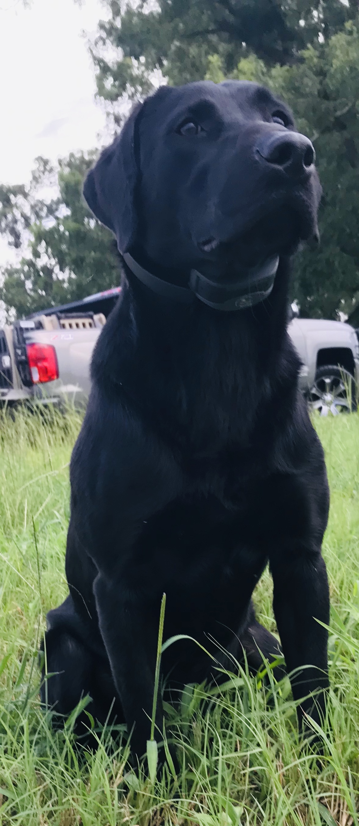 HRCH KC's General Of The County MH | Black Labrador Retriver