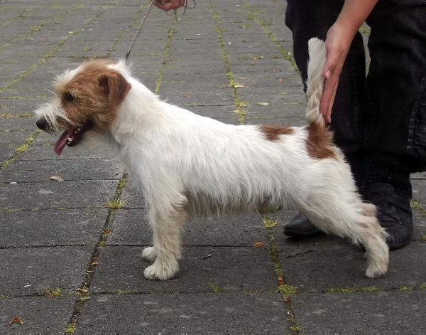 Ragnar | Jack Russell Terrier 