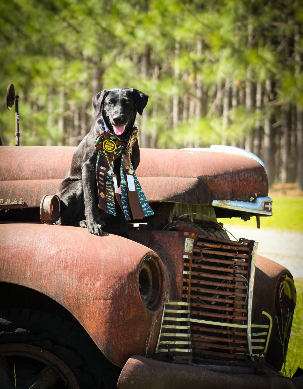 Pedal To The Metal Jetta SH | Black Labrador Retriver