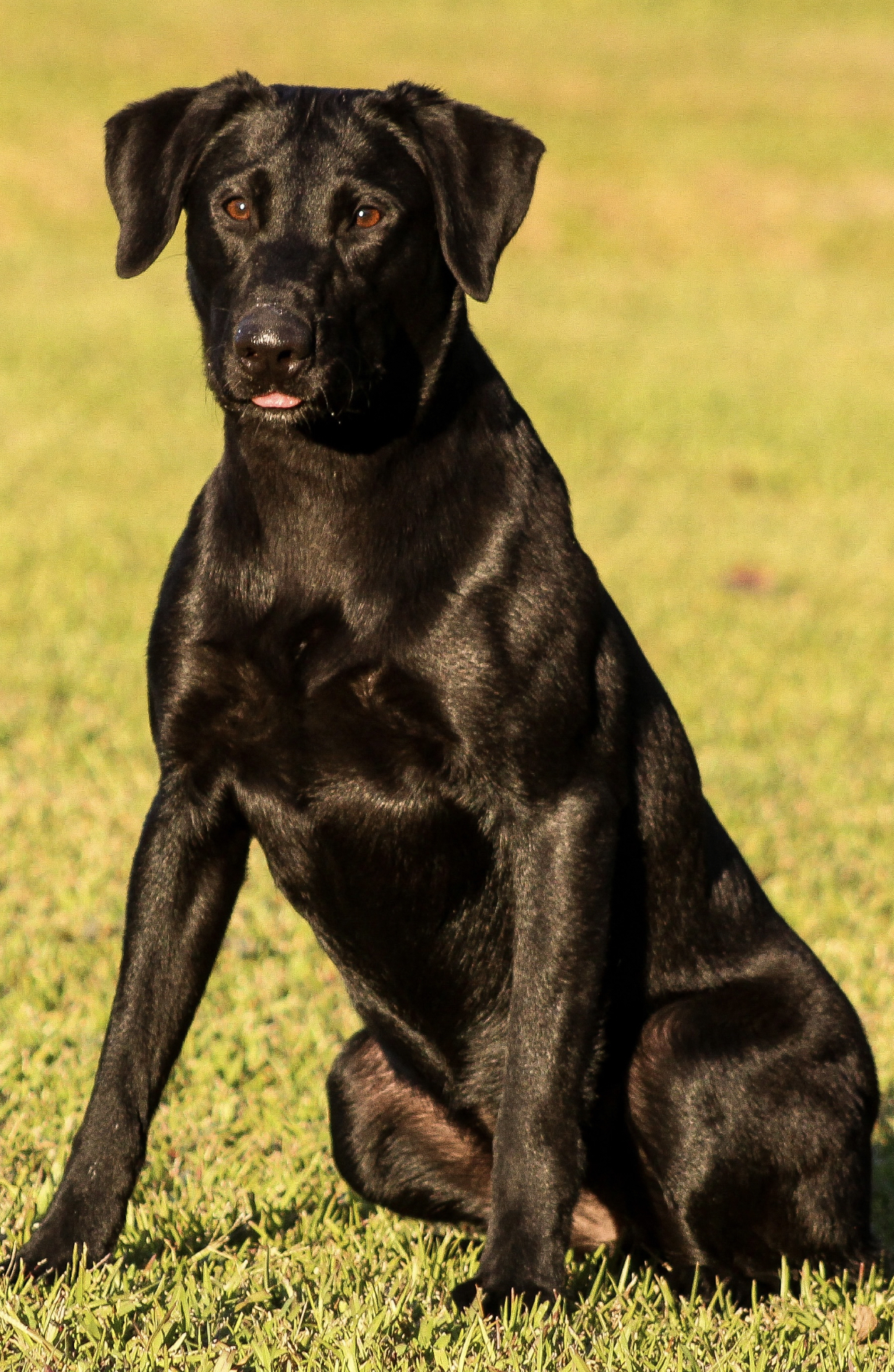 Pedal To The Metal Jetta SH | Black Labrador Retriver