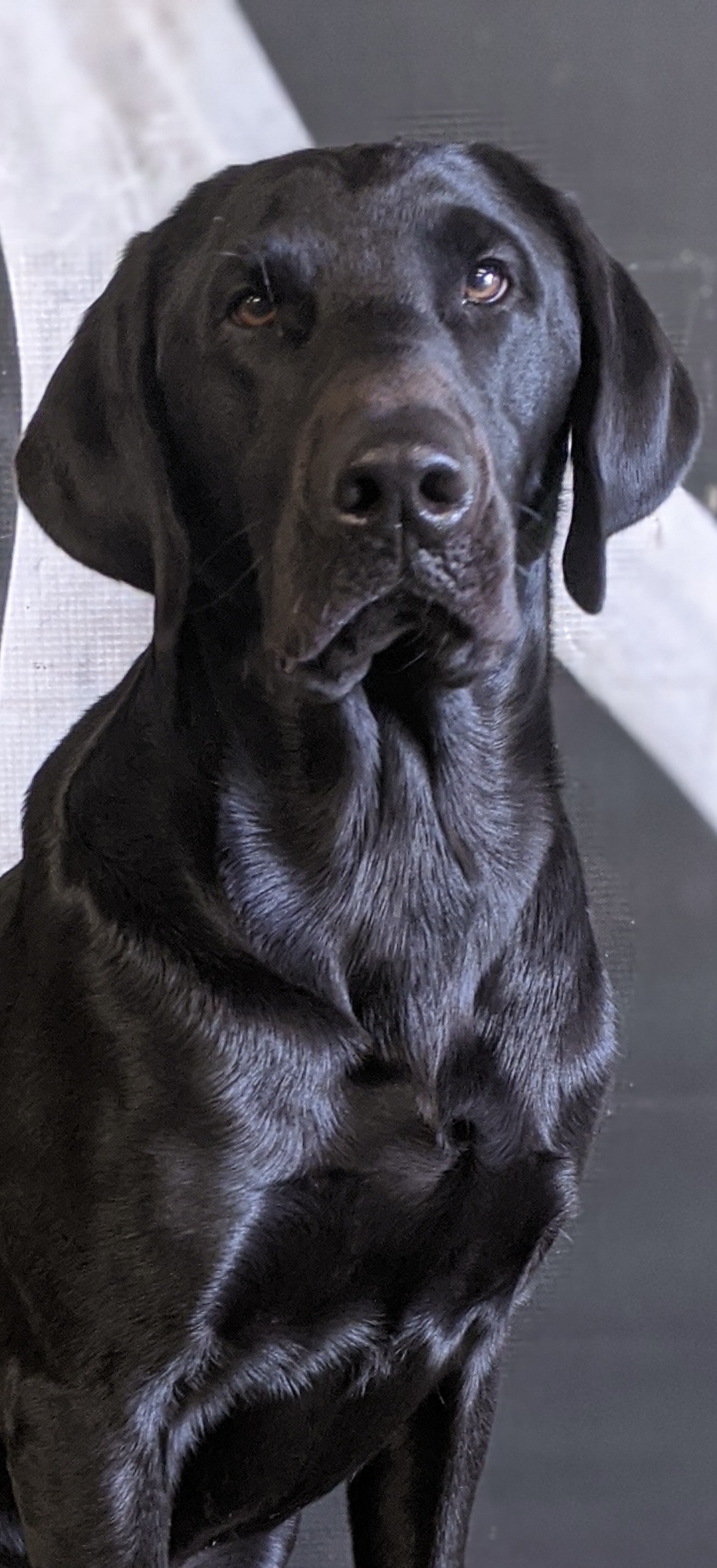 Roddydogs Mister Kit Kat Supreme SH | Black Labrador Retriver