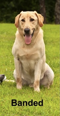 HRCH Cypress Slew’s Banded Goose MH | Yellow Labrador Retriver