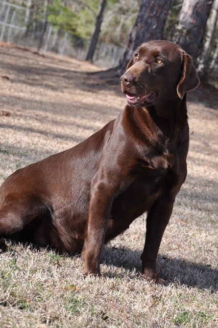 Big Creek Arya Ready For This | Chocolate Labrador Retriver