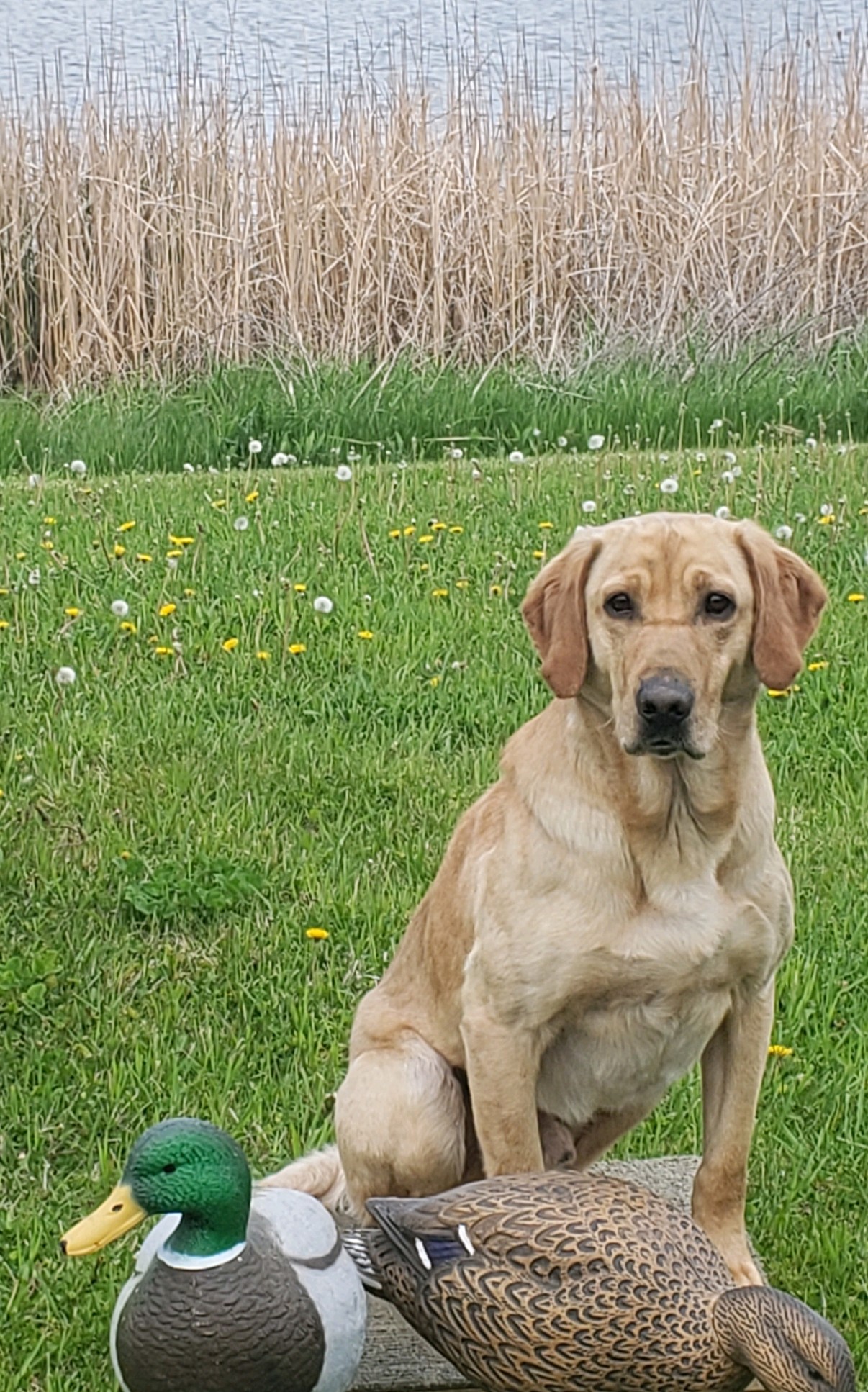 HR Southern Jamm's Stone Cold Trieven SH | Yellow Labrador Retriver