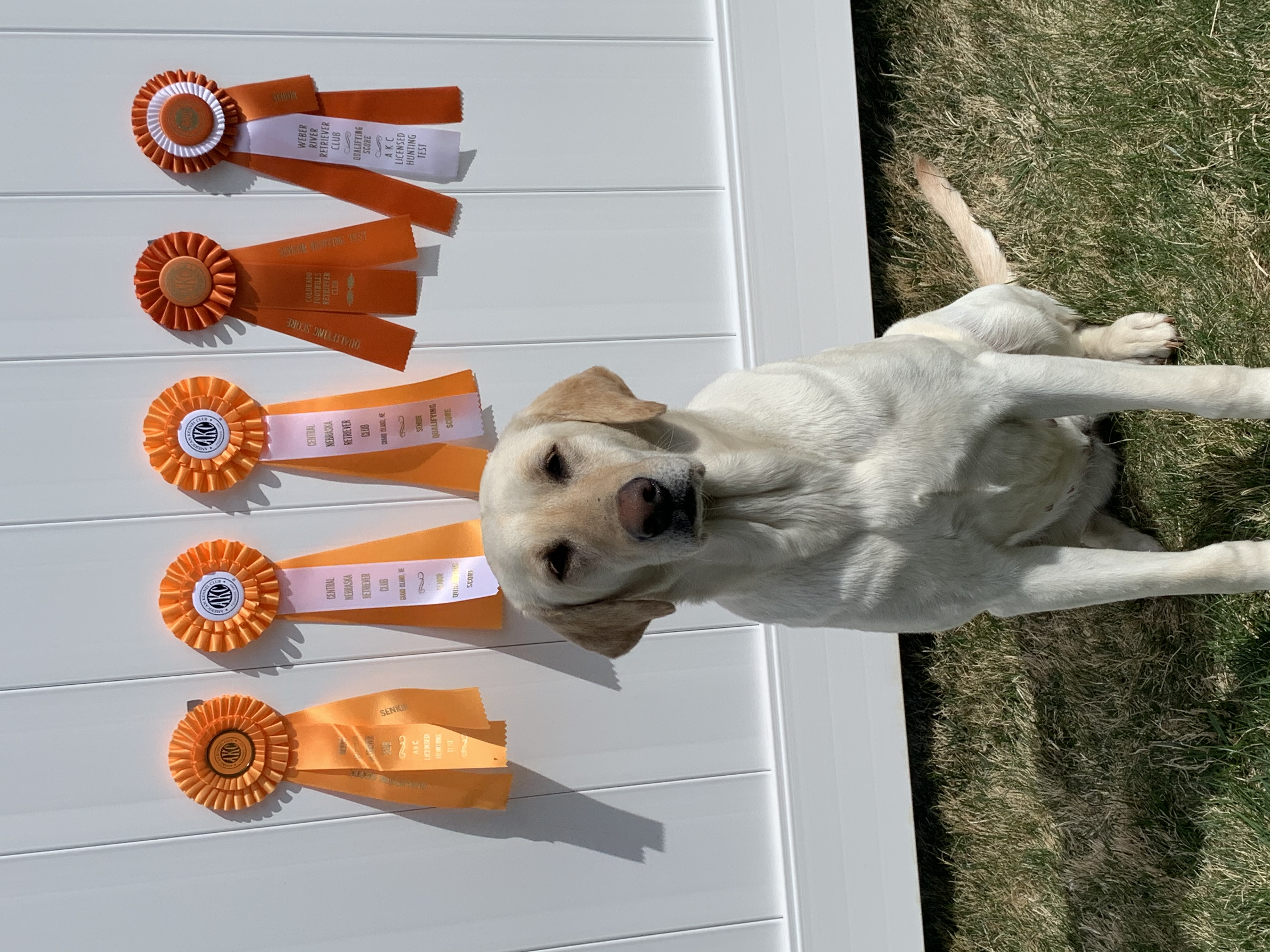 GMPR Midwest’s Dixie Tells The Truth SH | Yellow Labrador Retriver