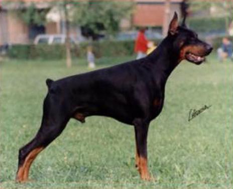 Ugor di Villa Conte | Black Doberman Pinscher