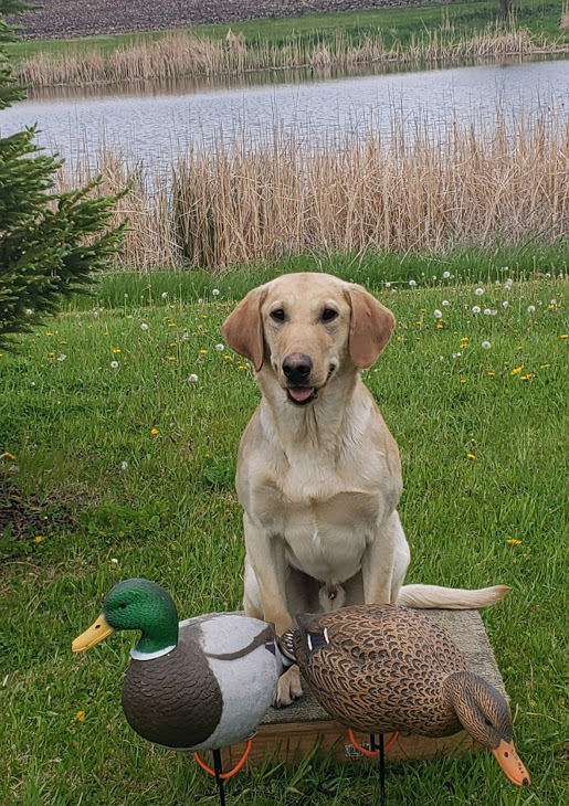 HR Southern Jamm's Bad Moon Arisin | Yellow Labrador Retriver