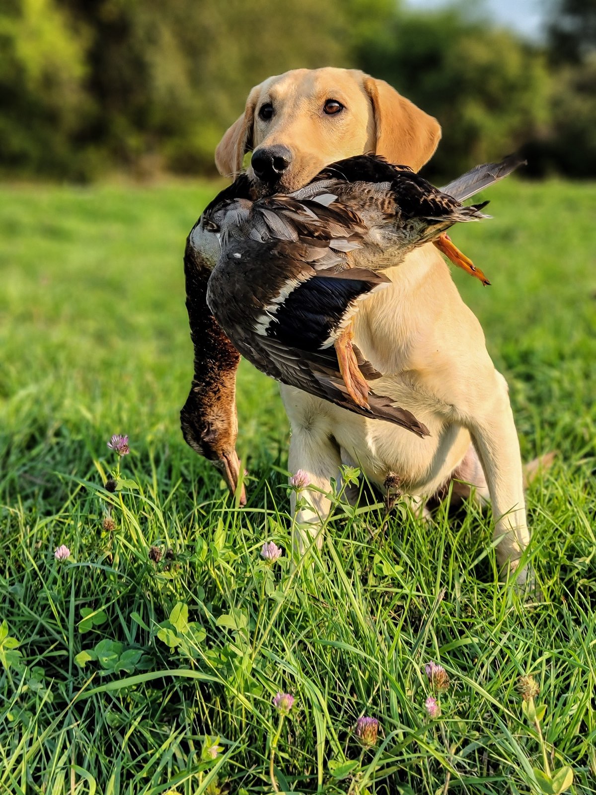 HR Southern Jamm's Bad Moon Arisin | Yellow Labrador Retriver