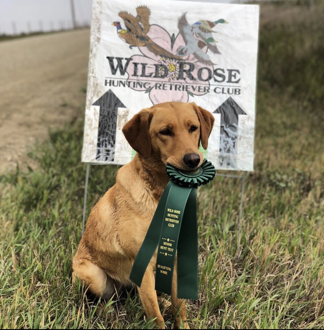 Allie's Little Brooklynn SH QAA QFTR WCX | Yellow Labrador Retriver