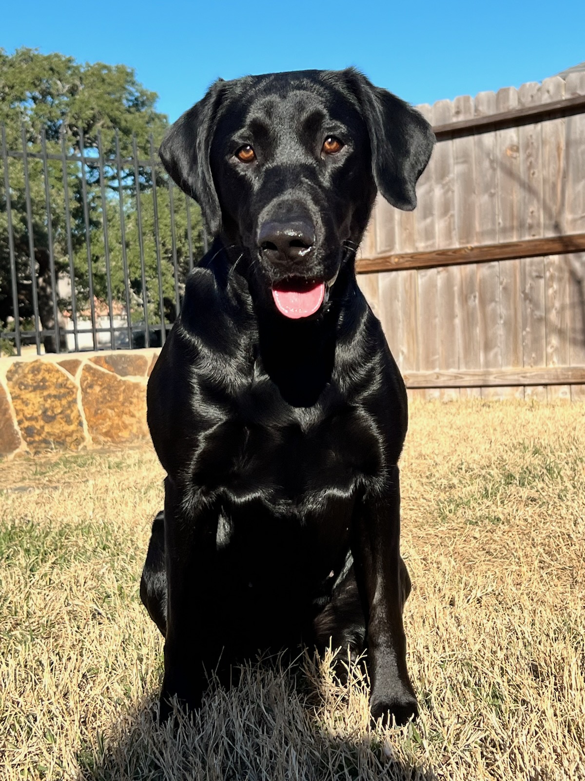 Hartman's Heart-mark Haleakala Viking | Black Labrador Retriver