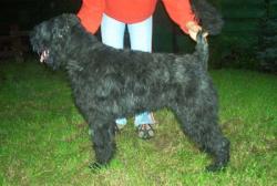 Kiruna For Chucho v. Bouvier Topline | Bouvier des Flandres 