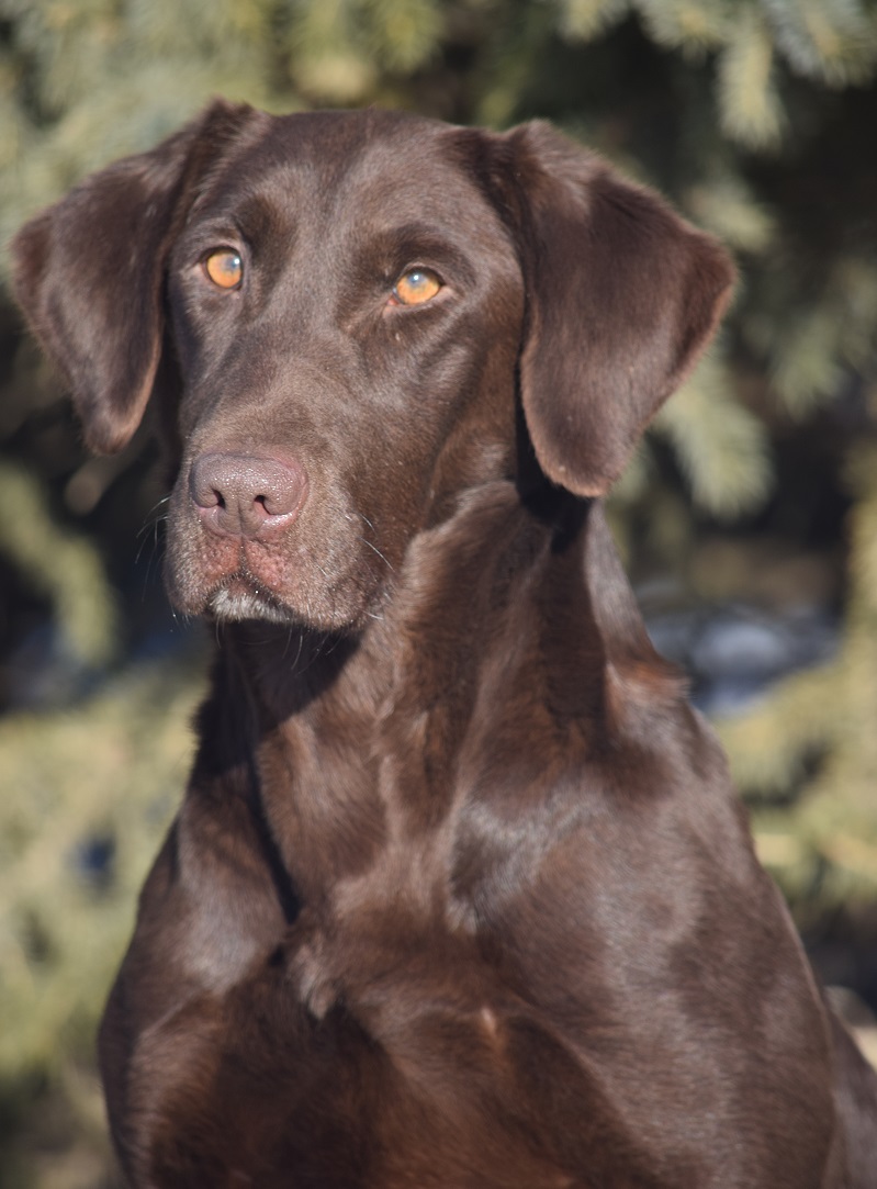 CPR High Calibers North Lake Full Tilt | Chocolate Labrador Retriver