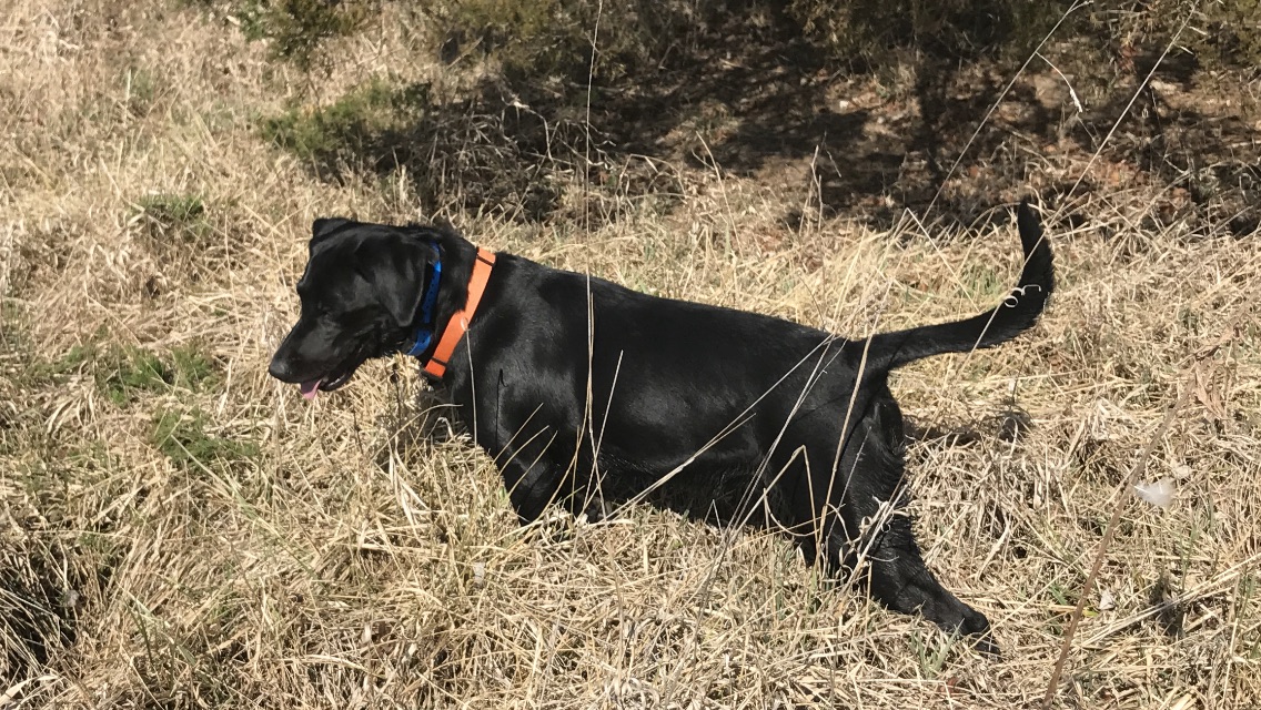 Loa Ode De Platt | Black Labrador Retriver