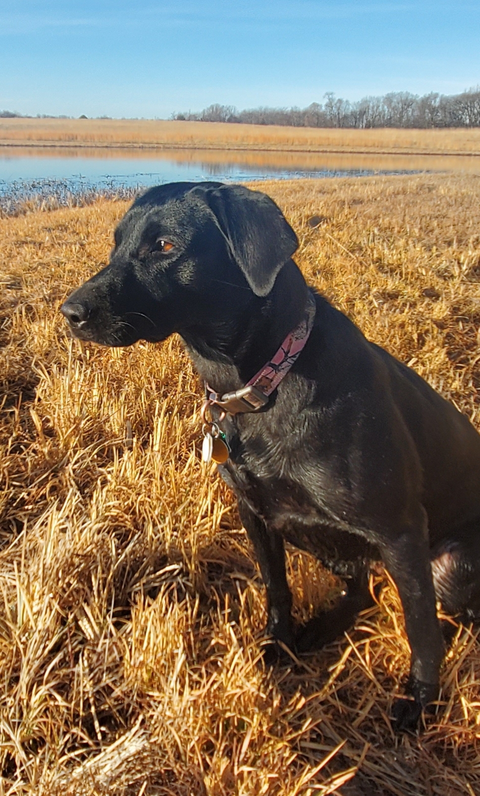 HR Miss Donna's Mississippi Diamond In The Ruff | Black Labrador Retriver