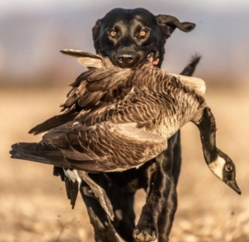 HR Miss Donna's Mississippi Diamond In The Ruff | Black Labrador Retriver