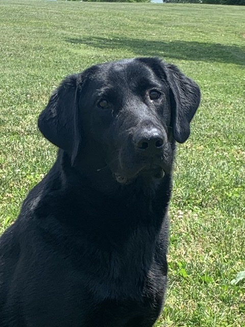 HR UH Mossy Creek’s Itchin’ To Get Riled Up | Black Labrador Retriver