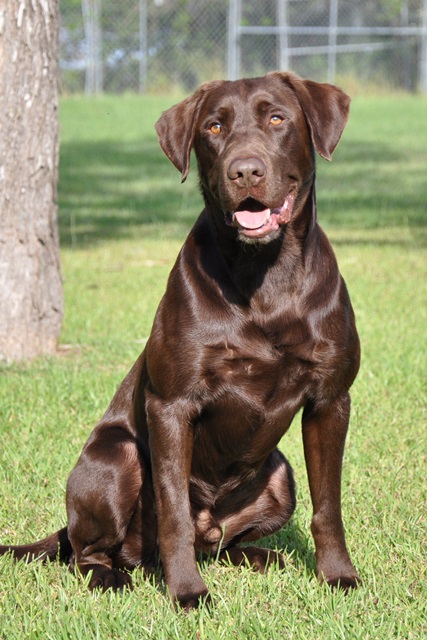 HRCH Big Creek's Roamin For Ducks MH | Chocolate Labrador Retriver