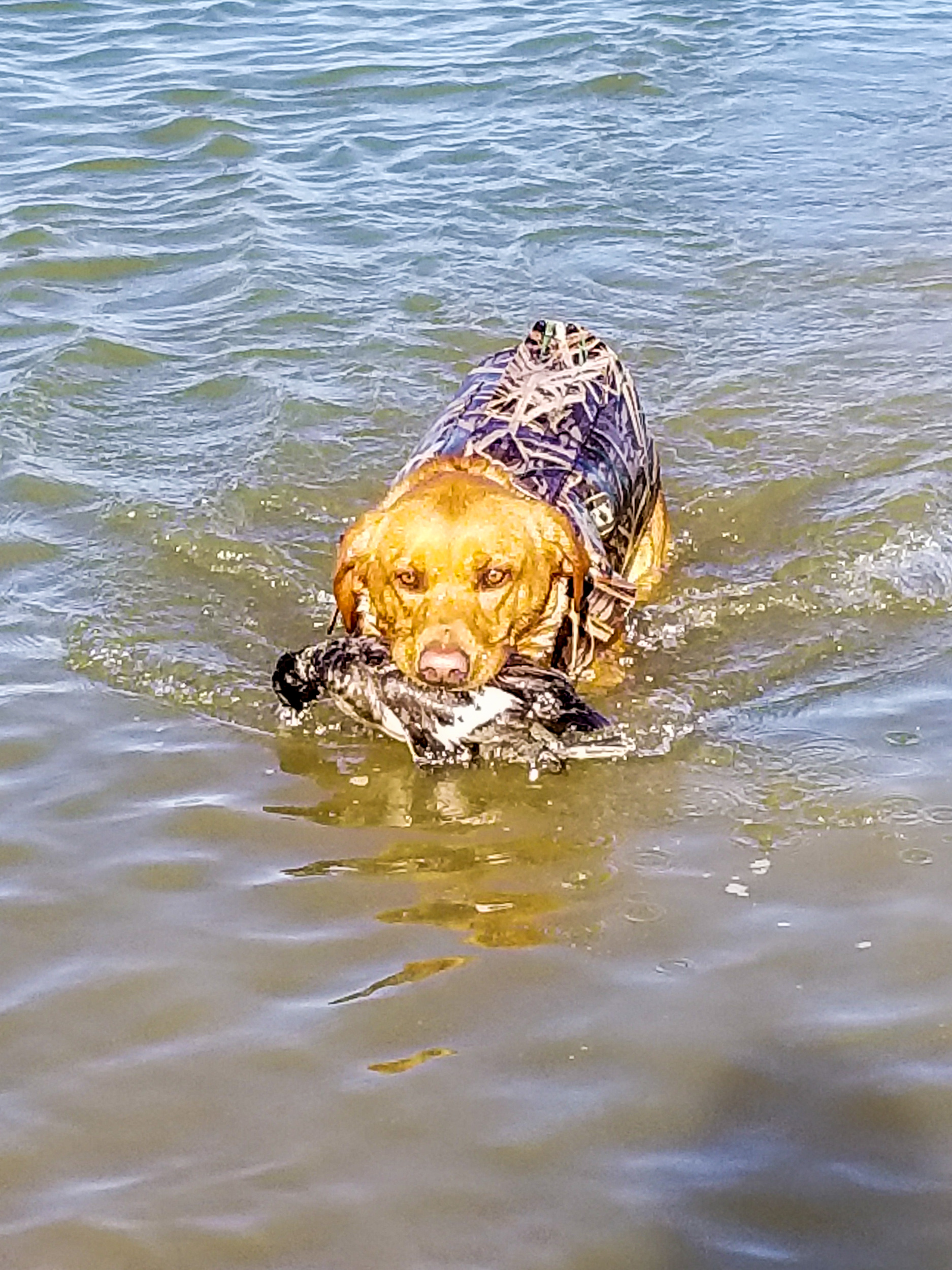 Big Water Dreams Ace In The Hole | Yellow Labrador Retriver