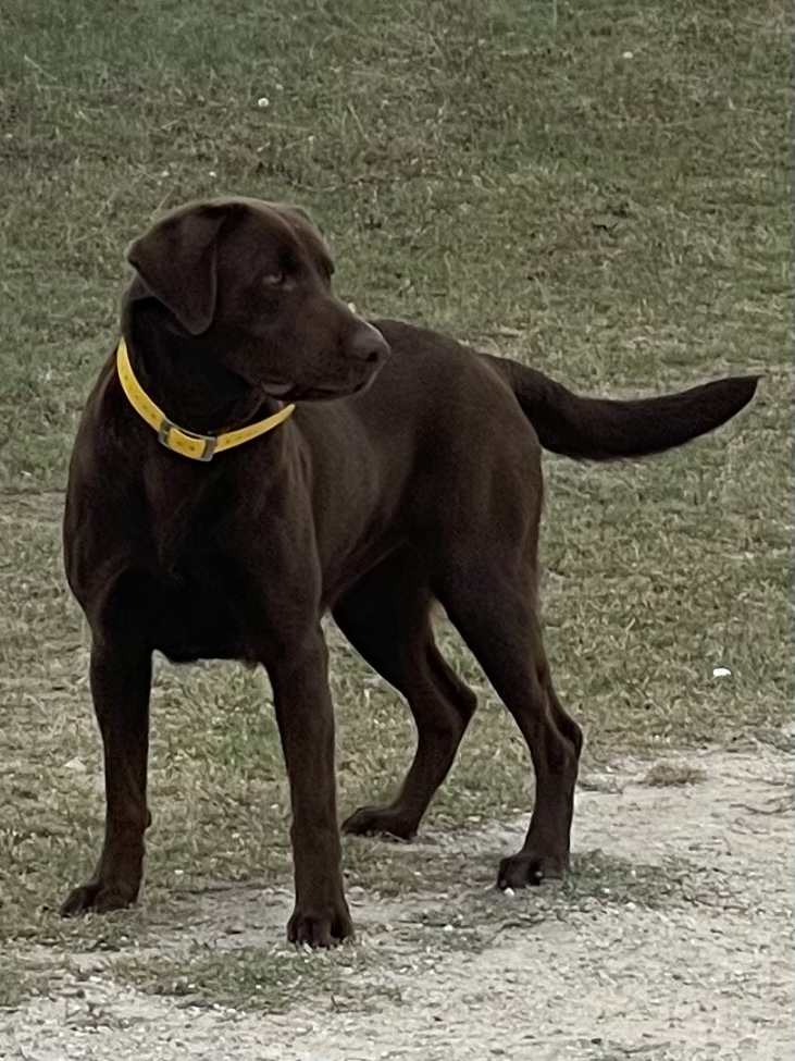 Hartland's Lil' Swiss Miss | Chocolate Labrador Retriver