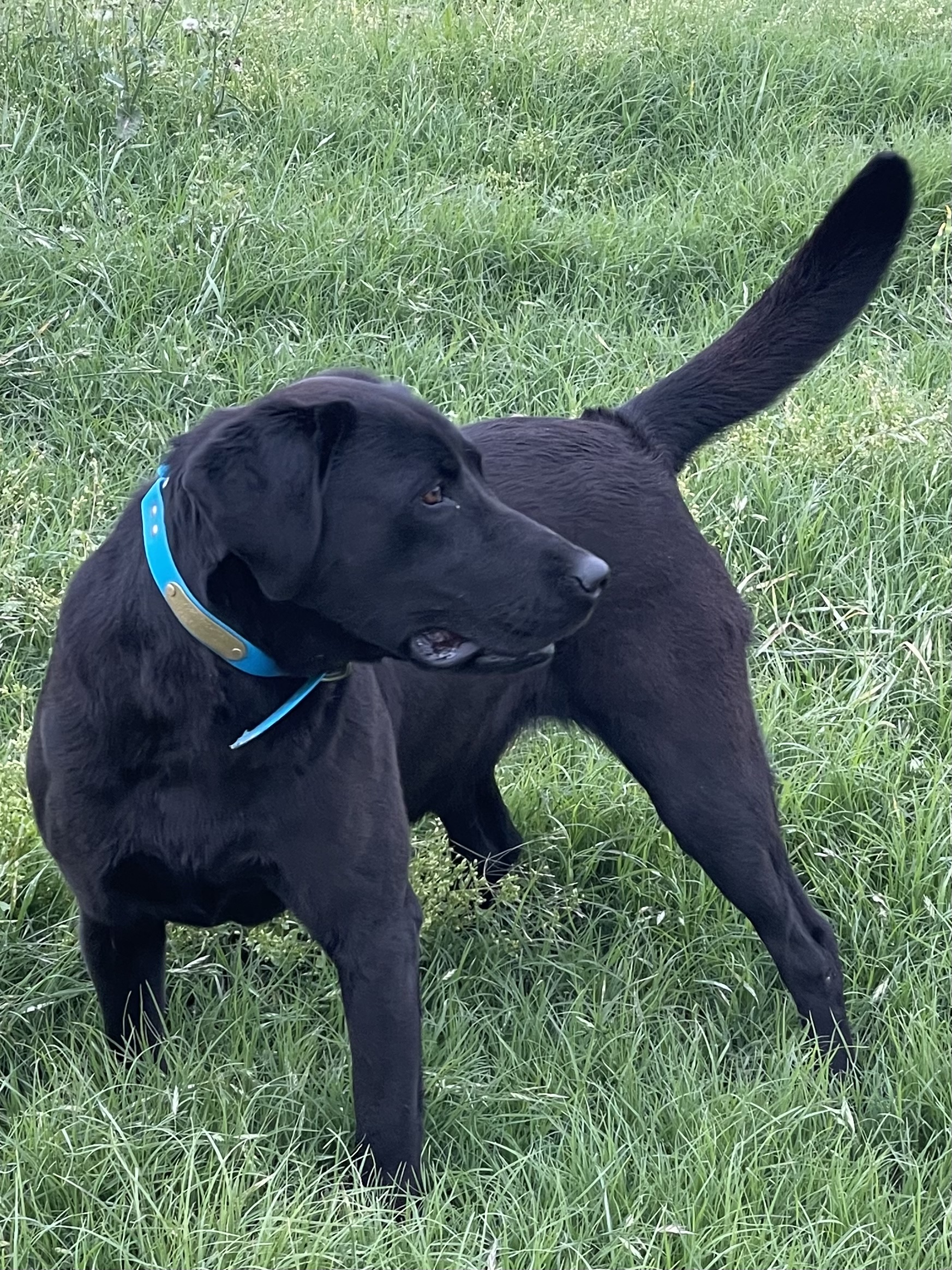 Hartland's Lone Star Lucille | Black Labrador Retriver