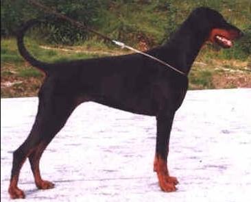 Kriegerhof Fabia Fabrianne | Black Doberman Pinscher