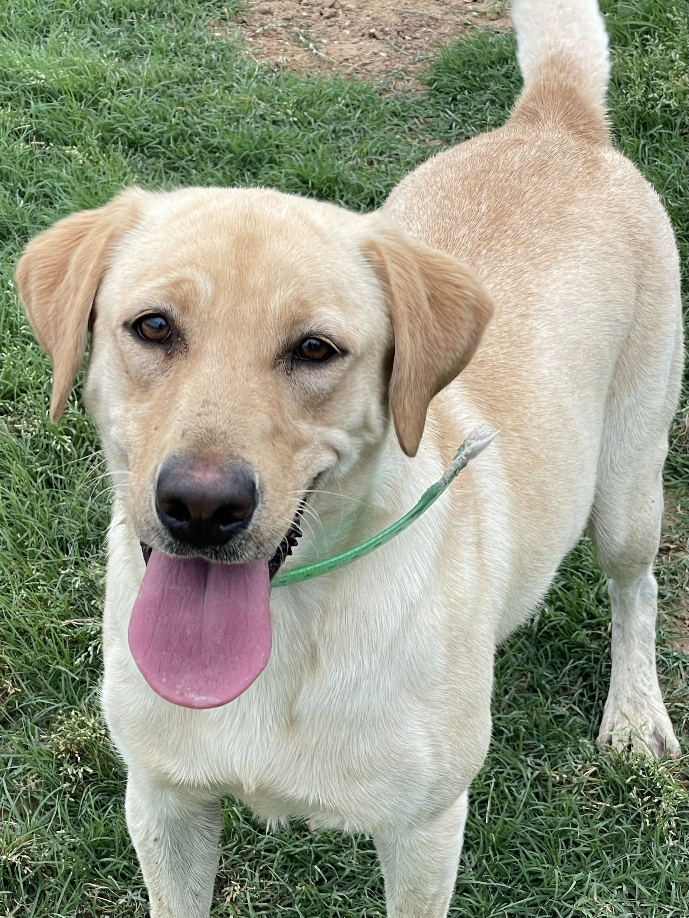 Hartland’s Irish Cream | Yellow Labrador Retriver