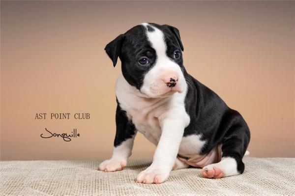 Ast Point Club Jonquille | American Staffordshire Terrier 