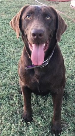 Hartland's Lil Harbor Girl | Chocolate Labrador Retriver