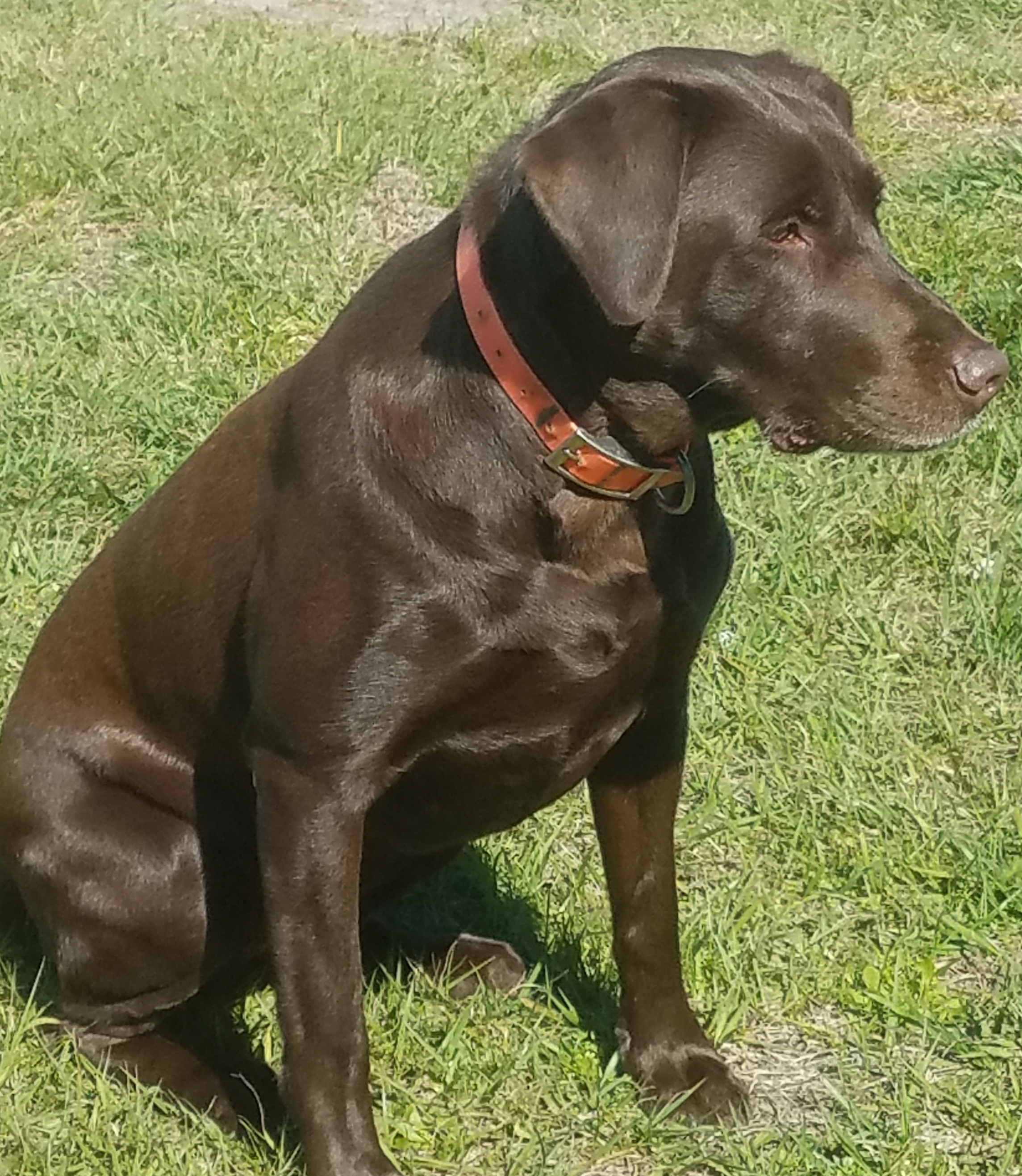 Cajun Dakota's Sadie Roux | Chocolate Labrador Retriver