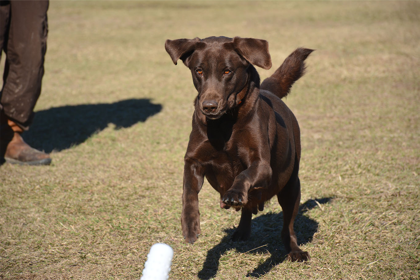 Perron's If It Flies, It Dies | Chocolate Labrador Retriver