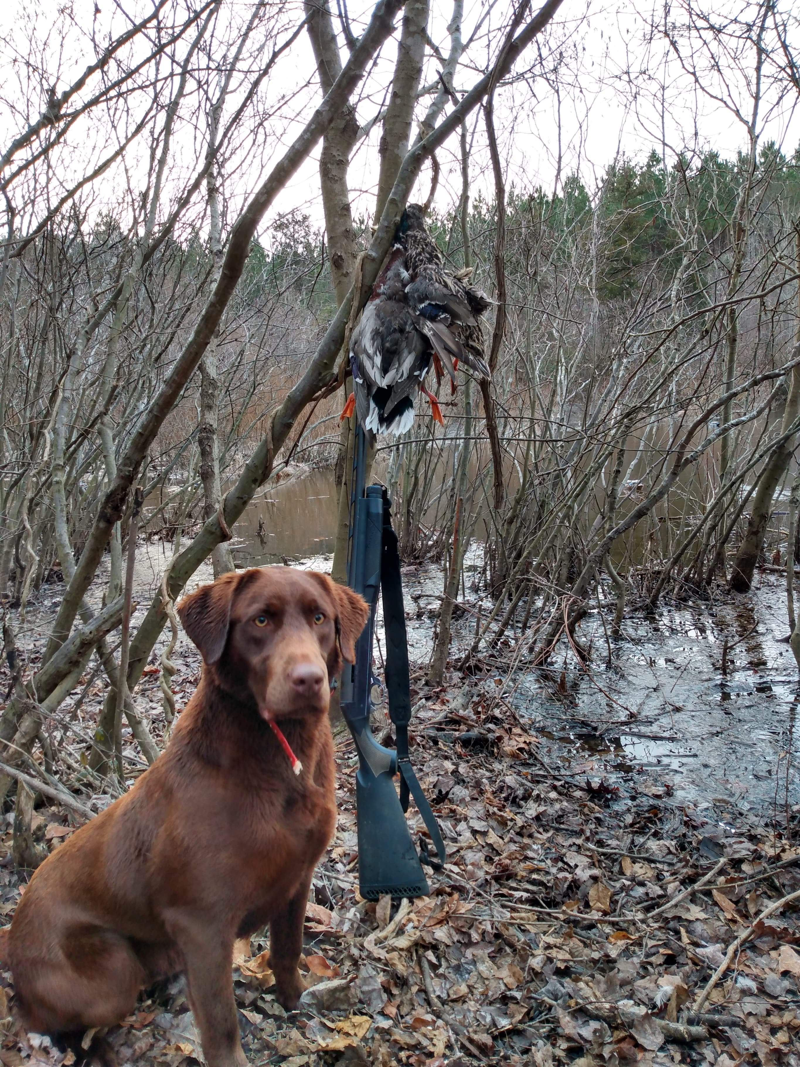 RR Half Lab Half Amazing SH | Chocolate Labrador Retriver