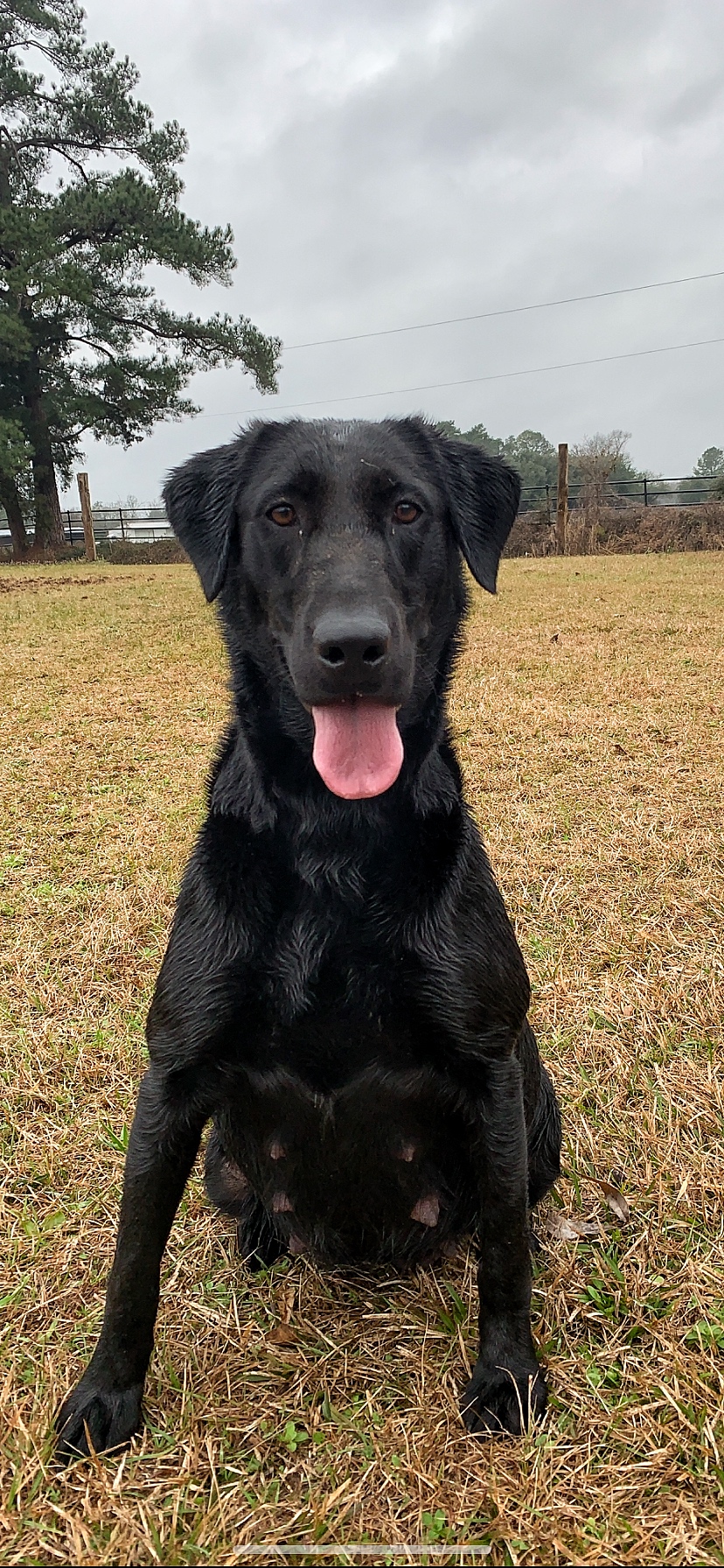 HR Muddy Oaks Double Loaded Lady | Black Labrador Retriver