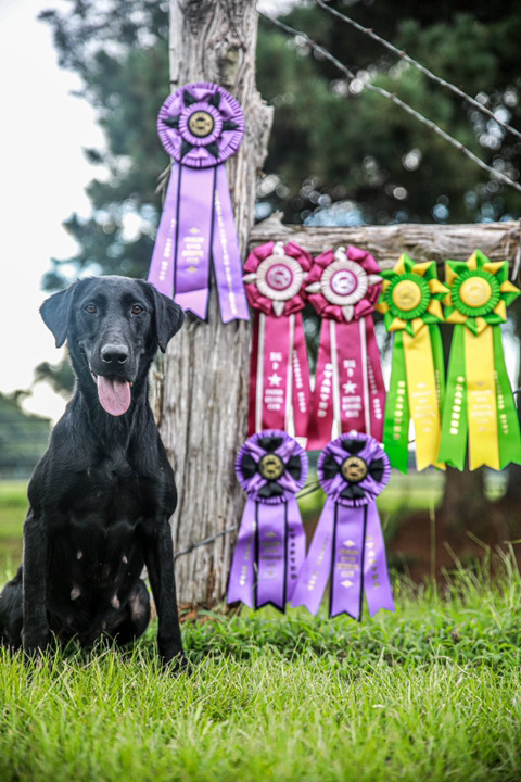 HR Muddy Oaks Double Loaded Lady | Black Labrador Retriver