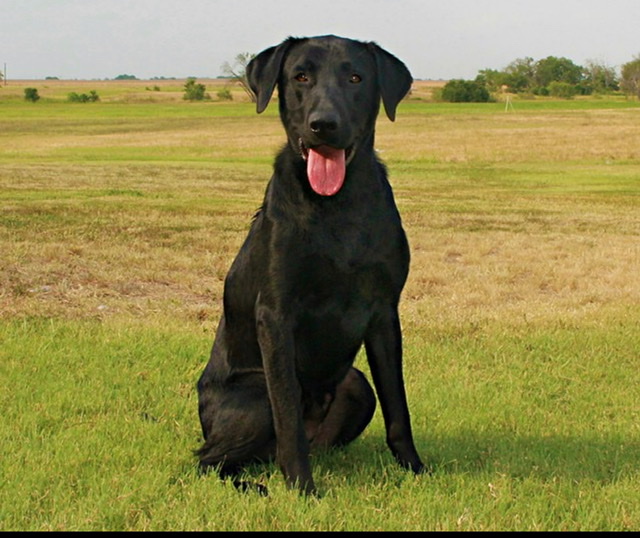 Elite’s Soggy Bottom Gunner | Black Labrador Retriver