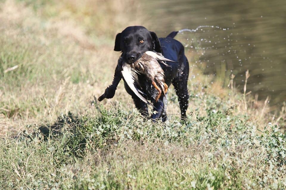 Annett's Milo MH QAA | Black Labrador Retriver