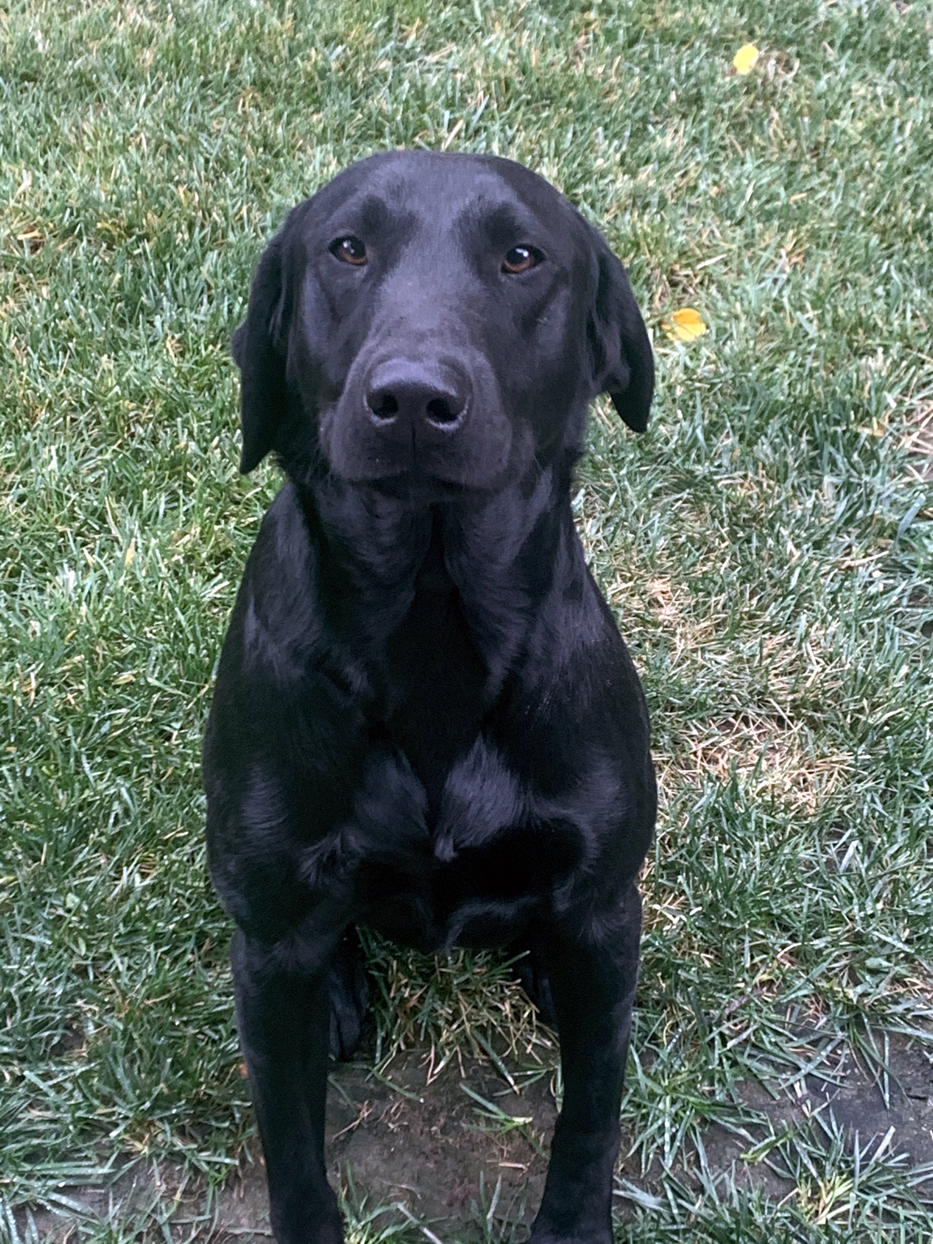 New Town Warlord | Black Labrador Retriver