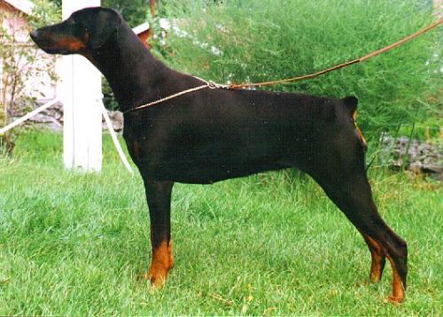 Ira-Wiccy v. Alpha Nordic | Black Doberman Pinscher