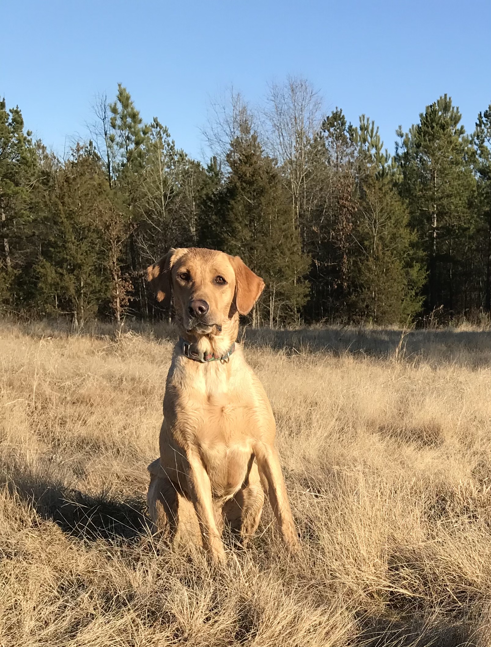 Rosebanks Ramblin' Rose Ruby | Yellow Labrador Retriver