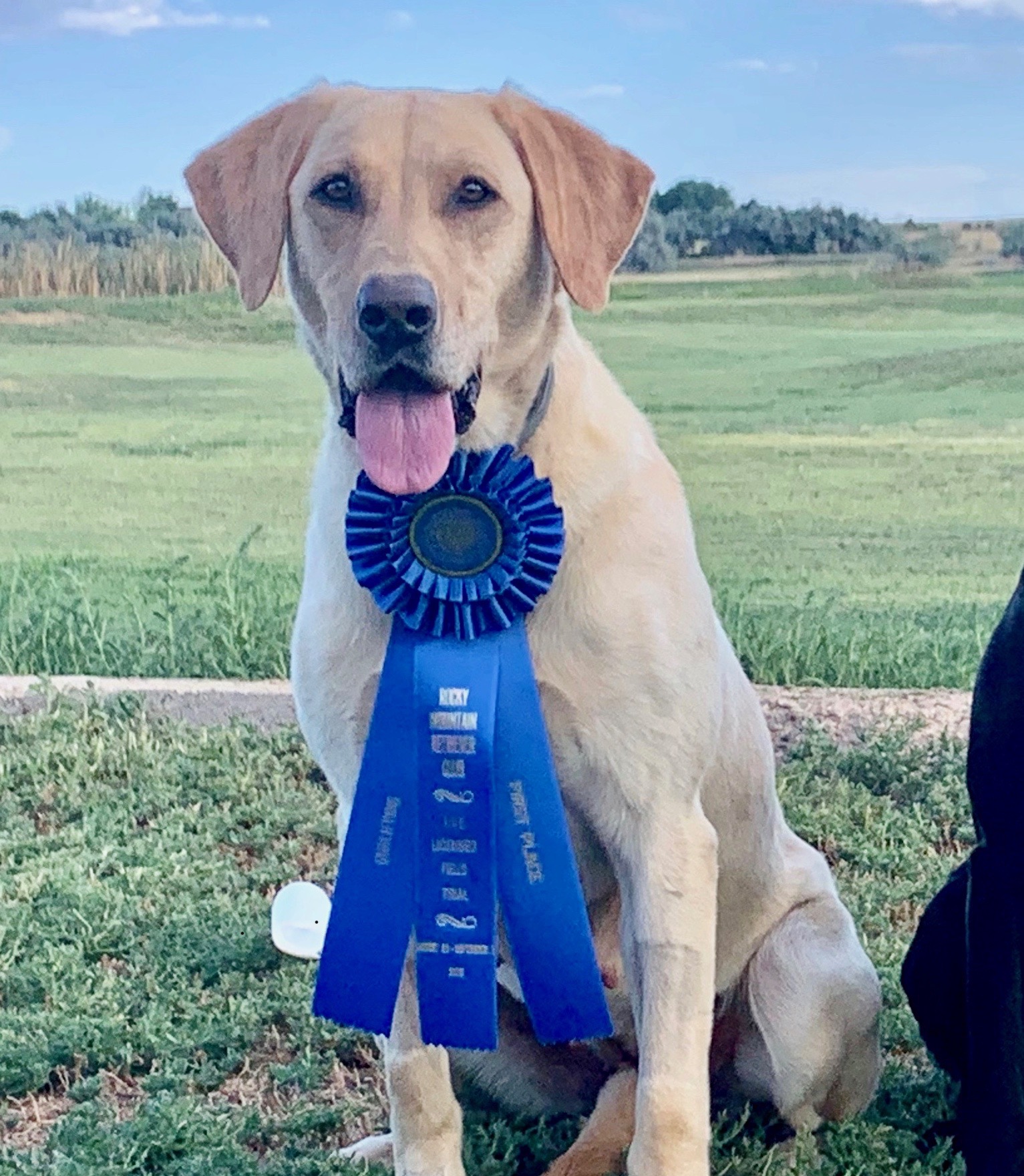 Dirt Road Twist | Yellow Labrador Retriver